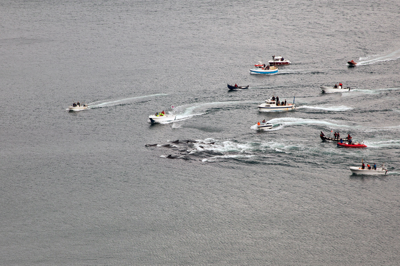Pod of pilot whales herded to shore near the village of Bøur, July 2015. Photo credit: Eliza Muirhead / Sea Shepherd Global